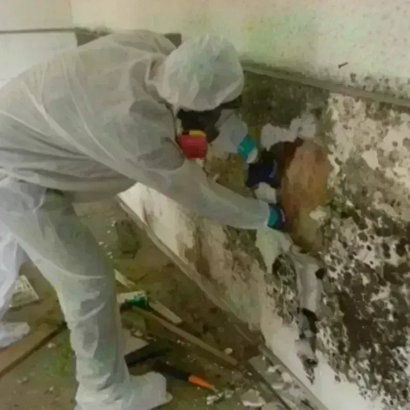 Mold Remediation and Removal in Mount Ephraim, NJ